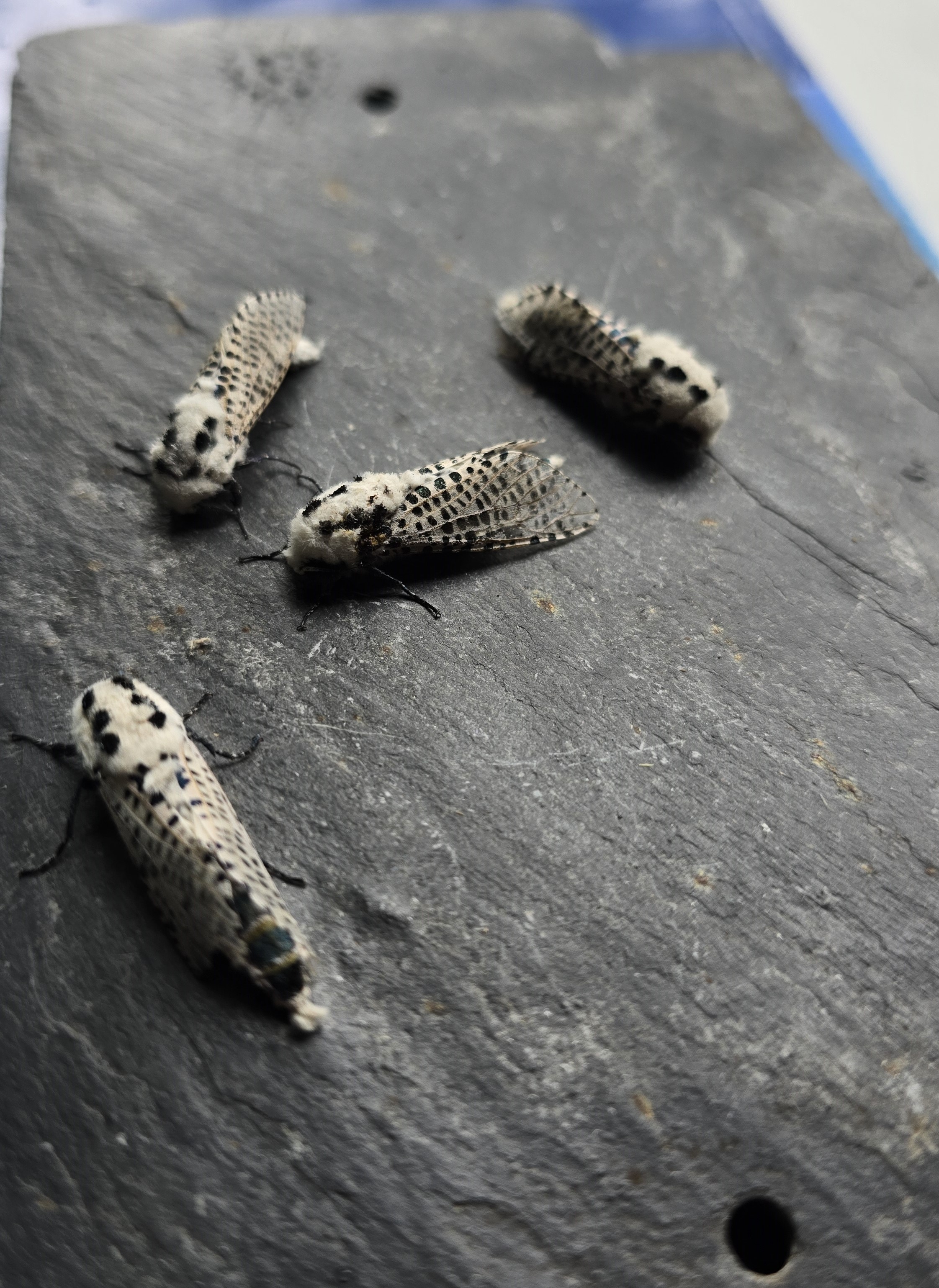 Photo of Leopard Moth (Zeuzera pyrina)